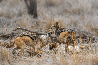 Jackals fighting on land