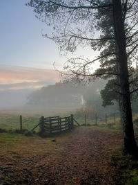 Trees on field against sky during foggy weather