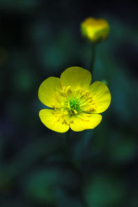 Close-up of yellow flower