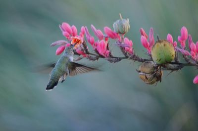 Close-up of pink flowering plant