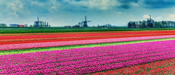 Flowers growing in field