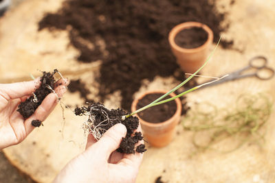 Cropped image of hand holding small plant