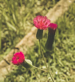 Close-up of flower blooming outdoors