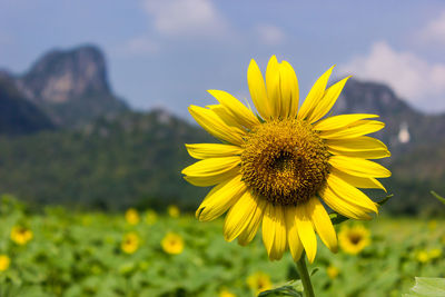 Close-up of sunflower blooming on field against sky