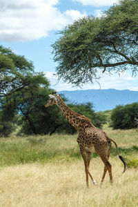 Giraffes on field