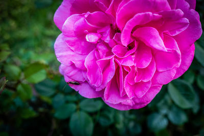 Close-up of pink rose