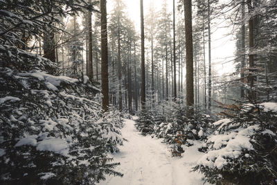 Snow in the forest in warm light. feels a lot like christmas.