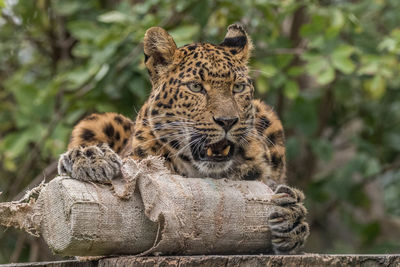 Cat resting in a zoo