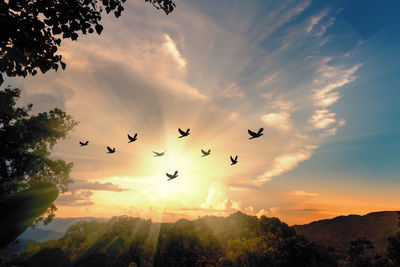 Silhouette birds flying against sky during sunset