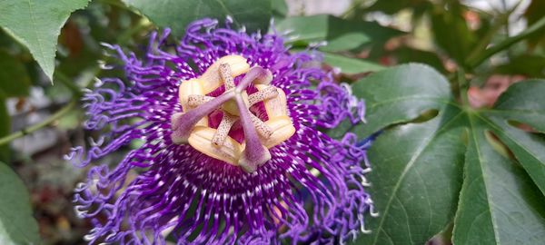 Close-up of purple flowering plant
