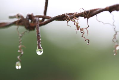 Close-up of raindrops on twig