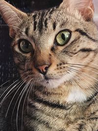 Close-up portrait of a cat