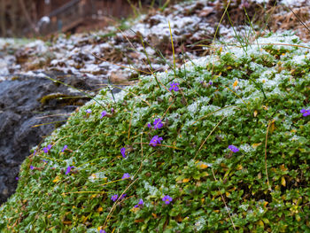 Close-up of purple flowering plant growing on field