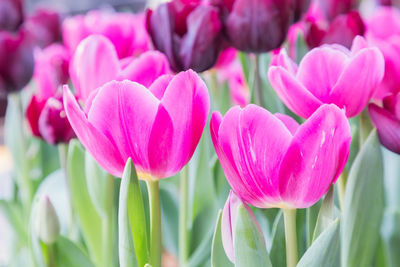 Close-up of pink tulips