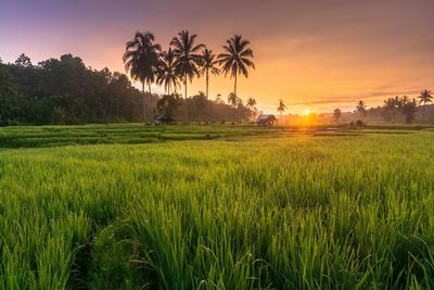 Beautiful morning view from indonesia of mountains and tropical forest