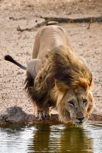 Lion drinking water from lake