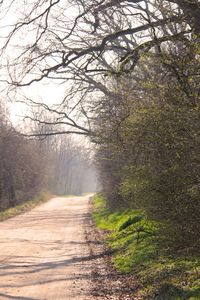 Dirt road amidst trees in forest