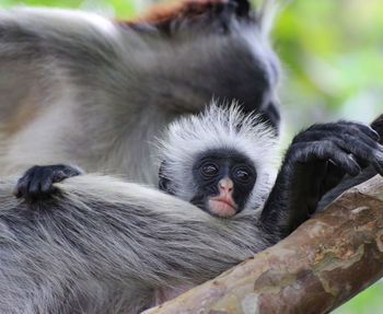 Close-up of monkey