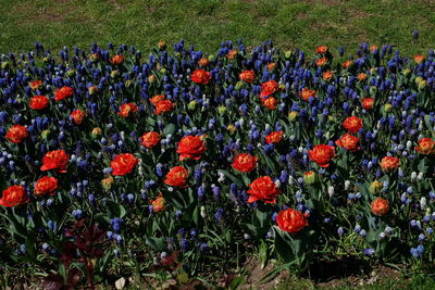 Fresh flowers in field