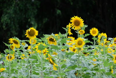 Close-up of yellow flowering plants on land