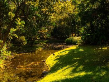 Scenic view of forest