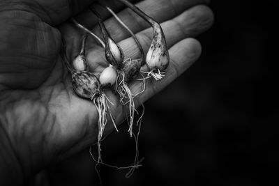 Close-up of person holding food