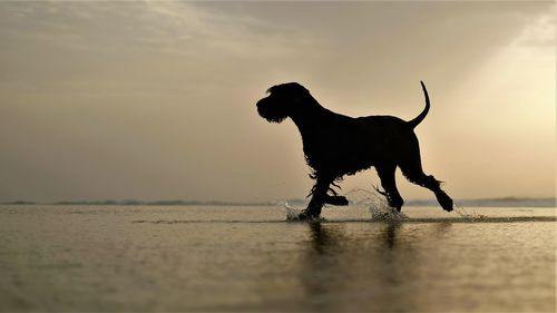 Dog on beach against sky during sunset