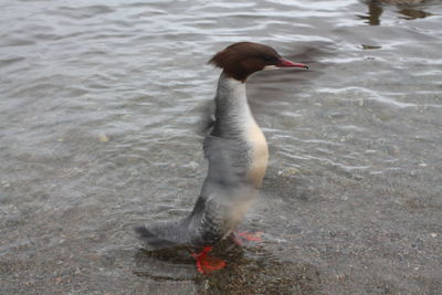 Close-up of duck swimming on lake