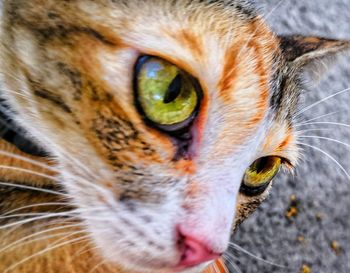 Close-up portrait of a cat