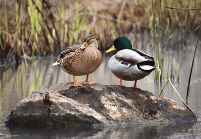Ducks on rock at lakeshore