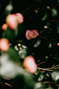 Close-up of pink rose flower