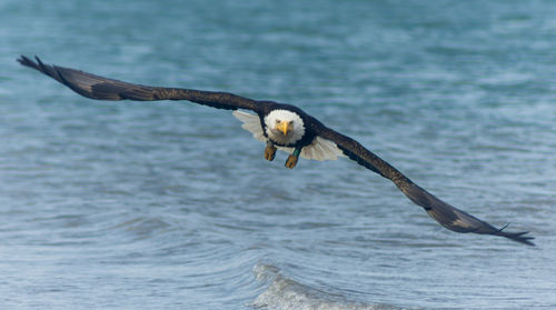 Full length of bald eagle flying over sea