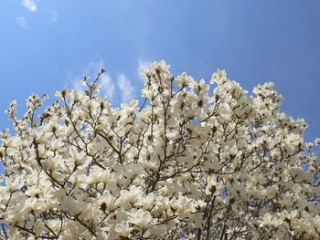 Close-up of cherry blossom against blue sky