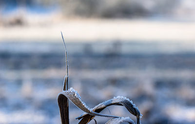 Close-up of frozen water on land