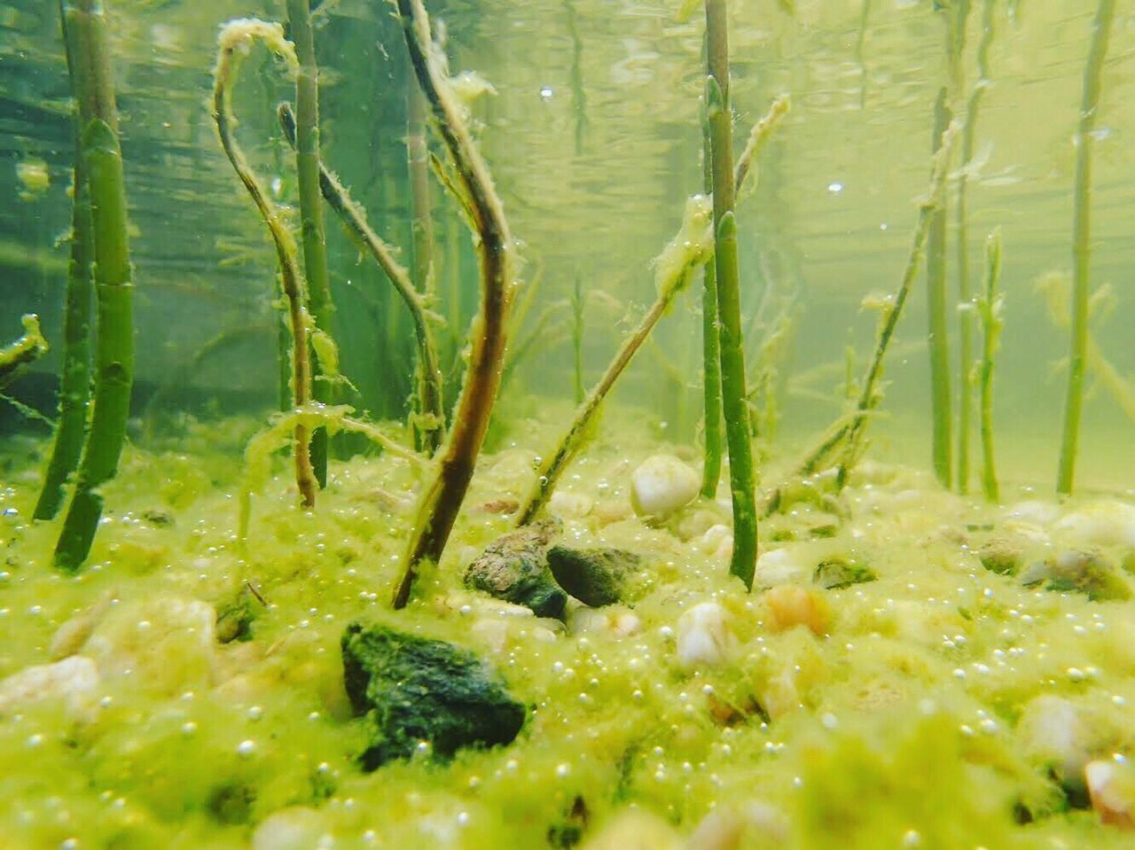 FULL FRAME SHOT OF FRESH PLANTS IN WATER