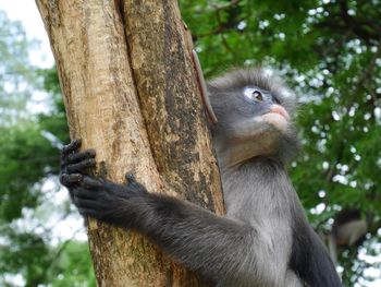 Low angle view of monkey sitting on tree trunk