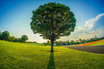 Scenic view of field against sky