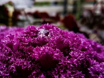 Close-up of insect on purple flowers