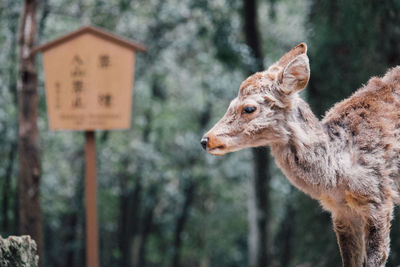 Close-up of deer