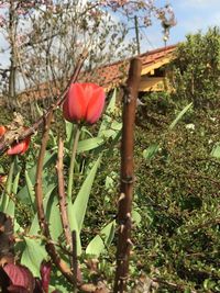 Red poppy blooming on tree against sky