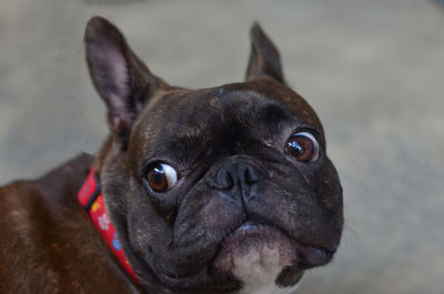 Close-up of a dog