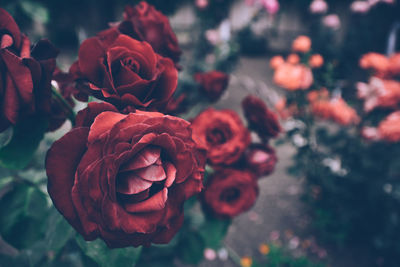 Close-up of red roses