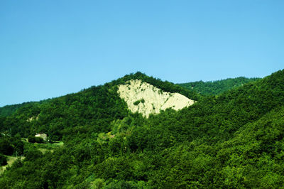 Scenic view of forest against clear blue sky