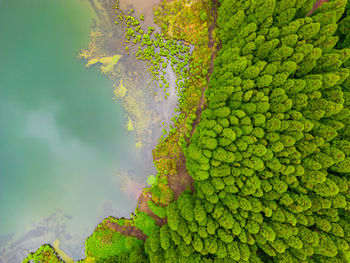 Low angle view of trees