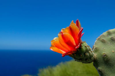 Close-up of flower against blue sky