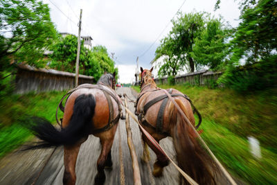 Rear view of horse cart