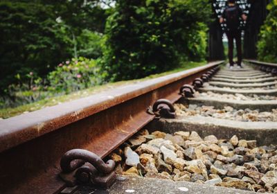 Railroad tracks by trees