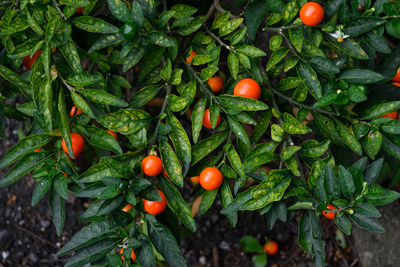 Close-up of fruits on tree