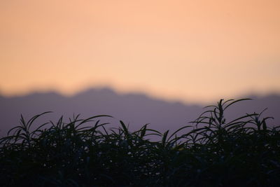 Close-up of silhouette plants against sky during sunset