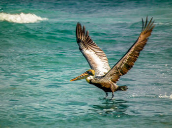 Pelican flying over sea